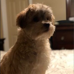 Meet your Posher, Janet